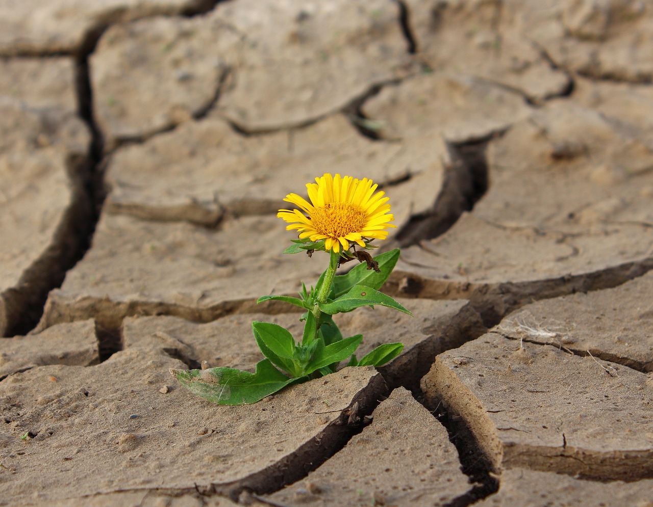 flower life yellow flower crack 887443